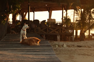 Two dogs are on a wooden walkway, one standing and looking to the side, the other lying down. The walkway leads to a beachfront hut with tables and chairs. The setting sun casts a warm glow, with palm trees adding to the tropical atmosphere.