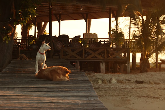Two dogs are on a wooden walkway, one standing and looking to the side, the other lying down. The walkway leads to a beachfront hut with tables and chairs. The setting sun casts a warm glow, with palm trees adding to the tropical atmosphere.