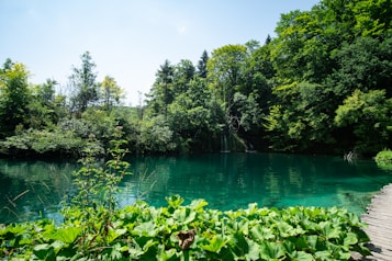 A lush, green landscape featuring a serene lake surrounded by dense forest. The water is a vibrant blue-green, reflecting the trees and clear sky. A wooden pathway runs alongside the lake, bordered by large green foliage and wild plants.