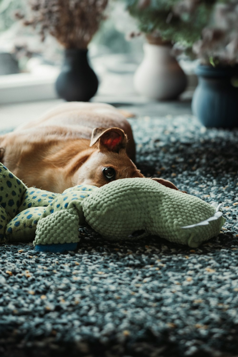 a dog laying on the floor with a stuffed animal