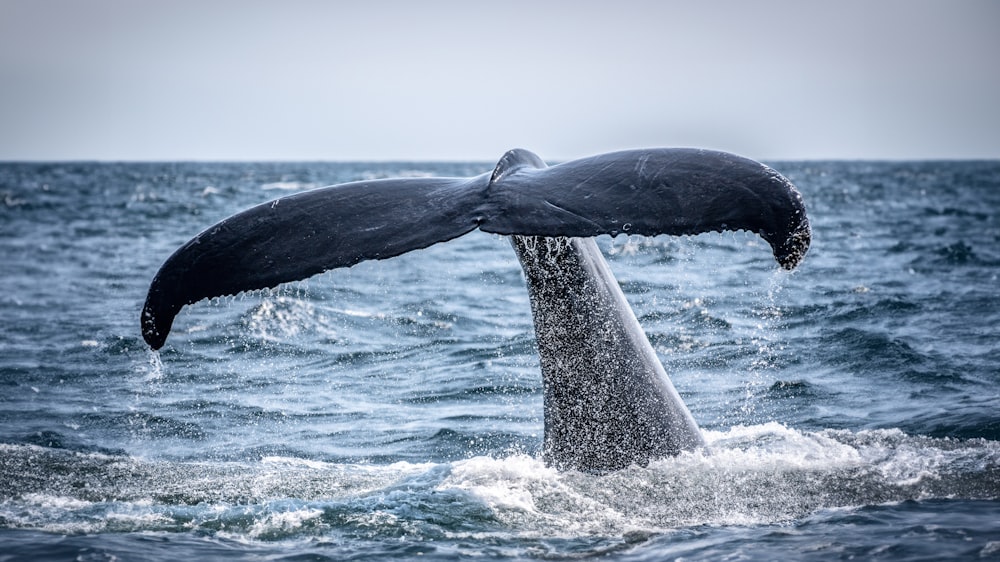 a whale's tail flups out of the water