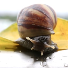 a snail crawling on top of a yellow leaf
