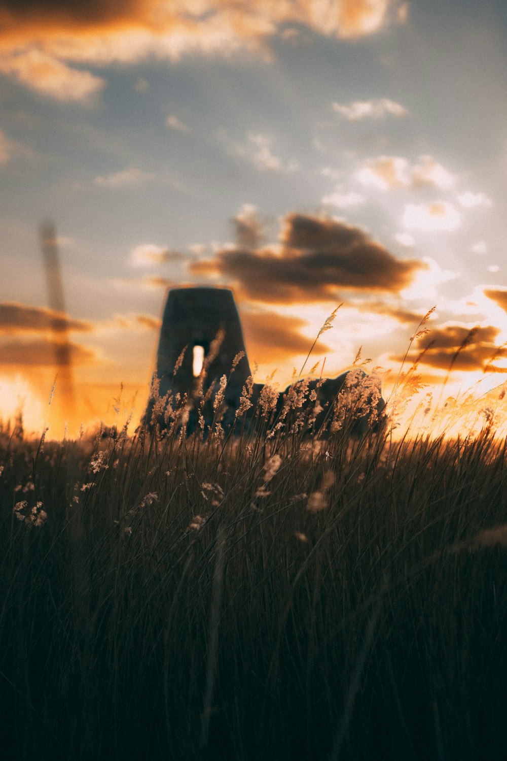 ein Feld mit hohem Gras und der untergehende Sonne im Hintergrund