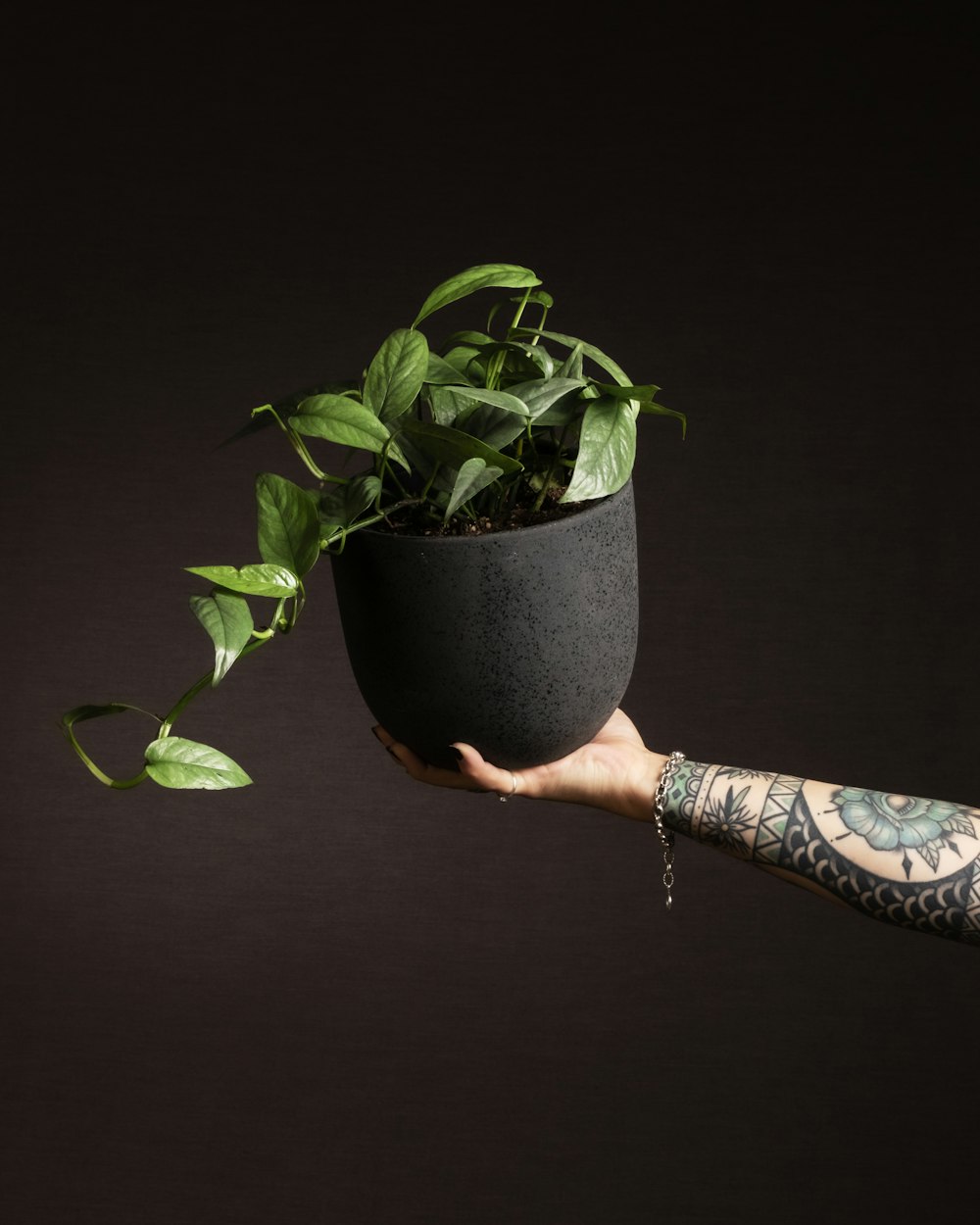 una persona sosteniendo una planta en maceta en la mano