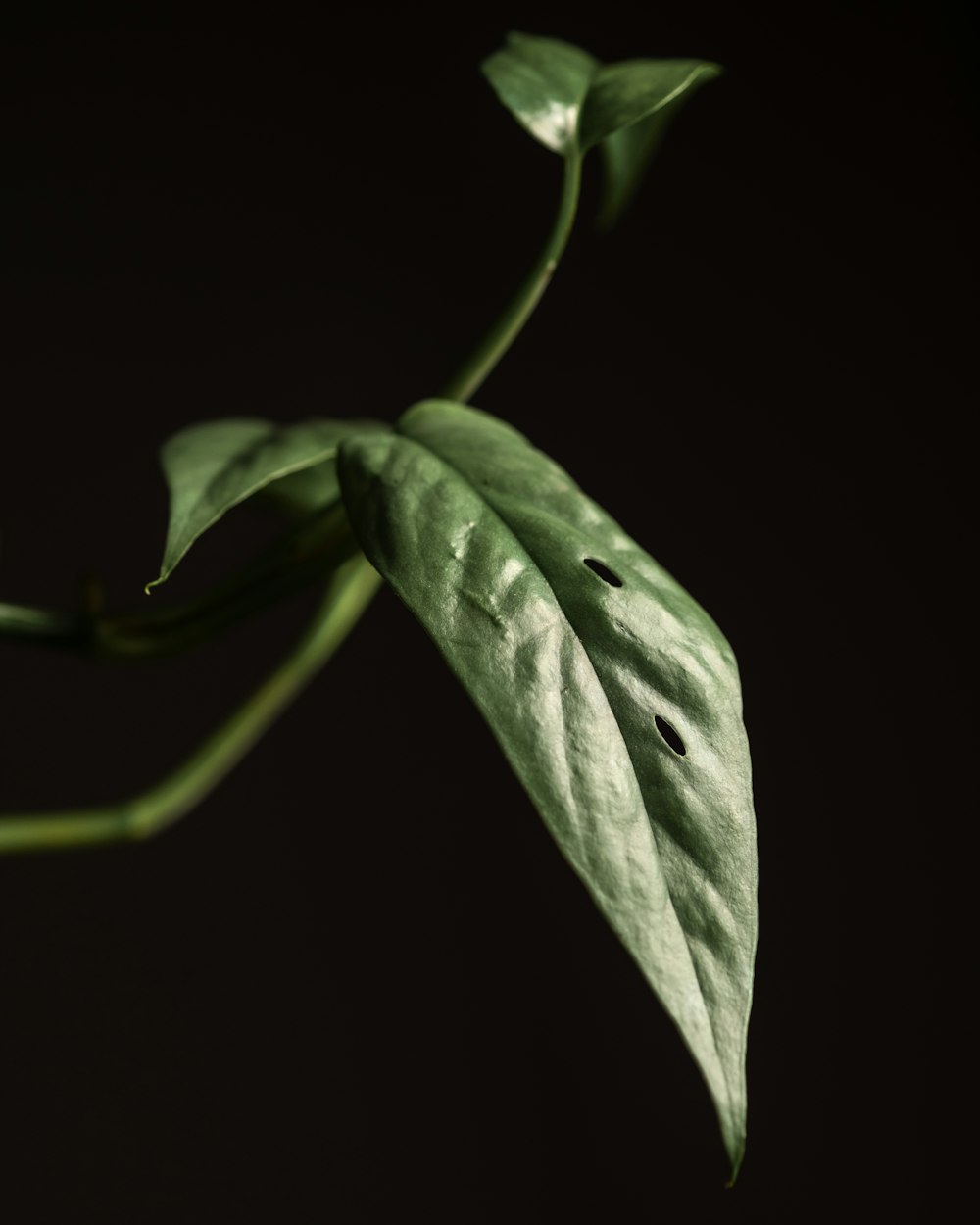 a close up of a leaf with a black background