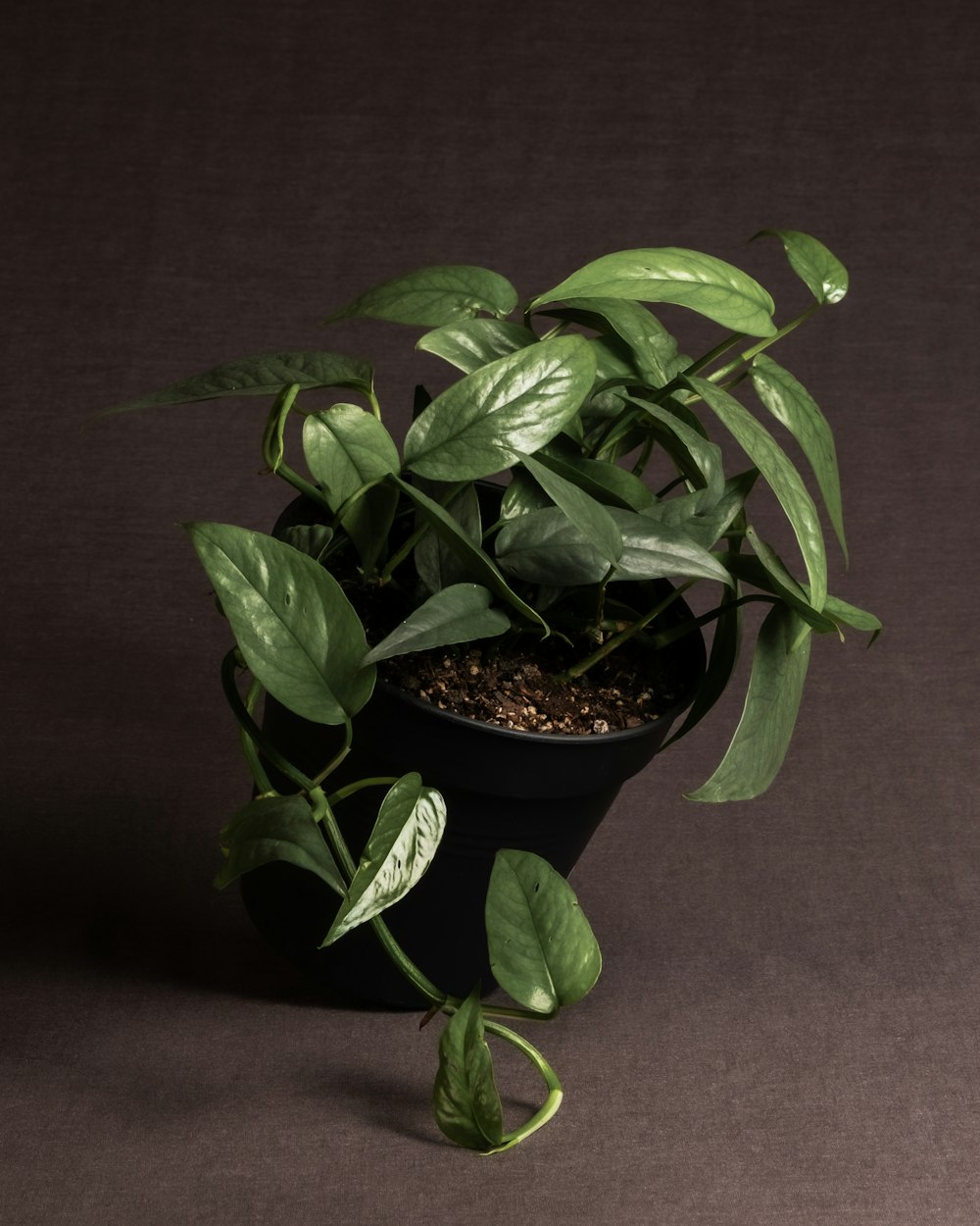 a potted plant with green leaves on a dark background
