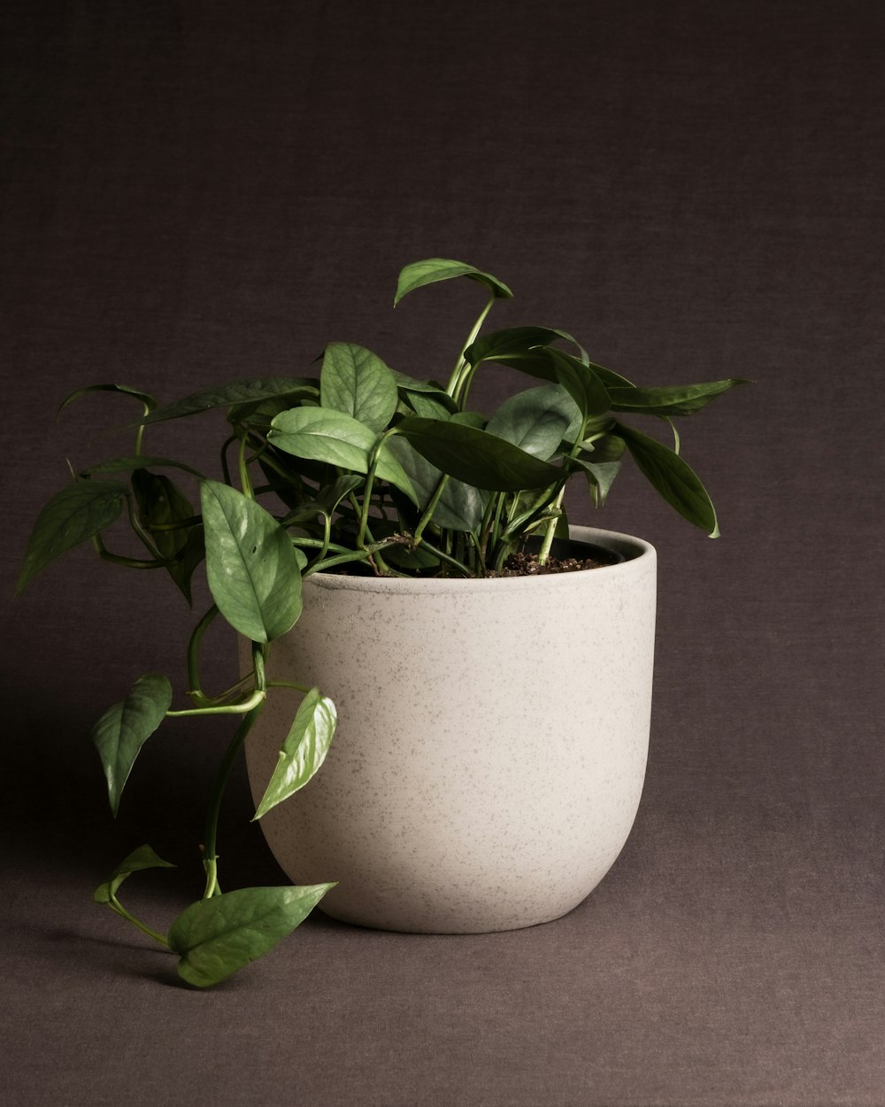 a potted plant with green leaves in it