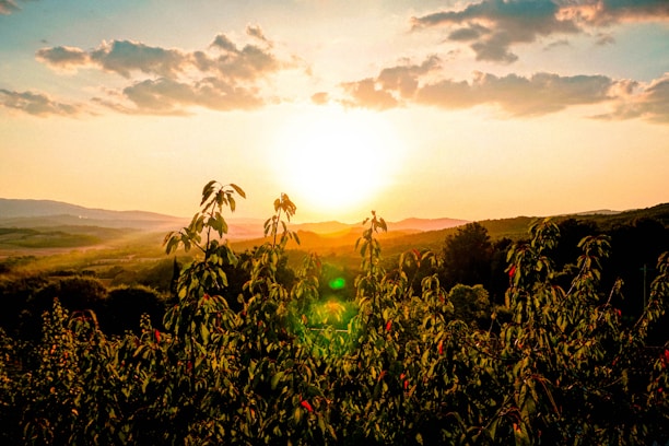 Sunset view over the lush coffee farm hills of Finca Serenalia with warm golden light illuminating the landscape.