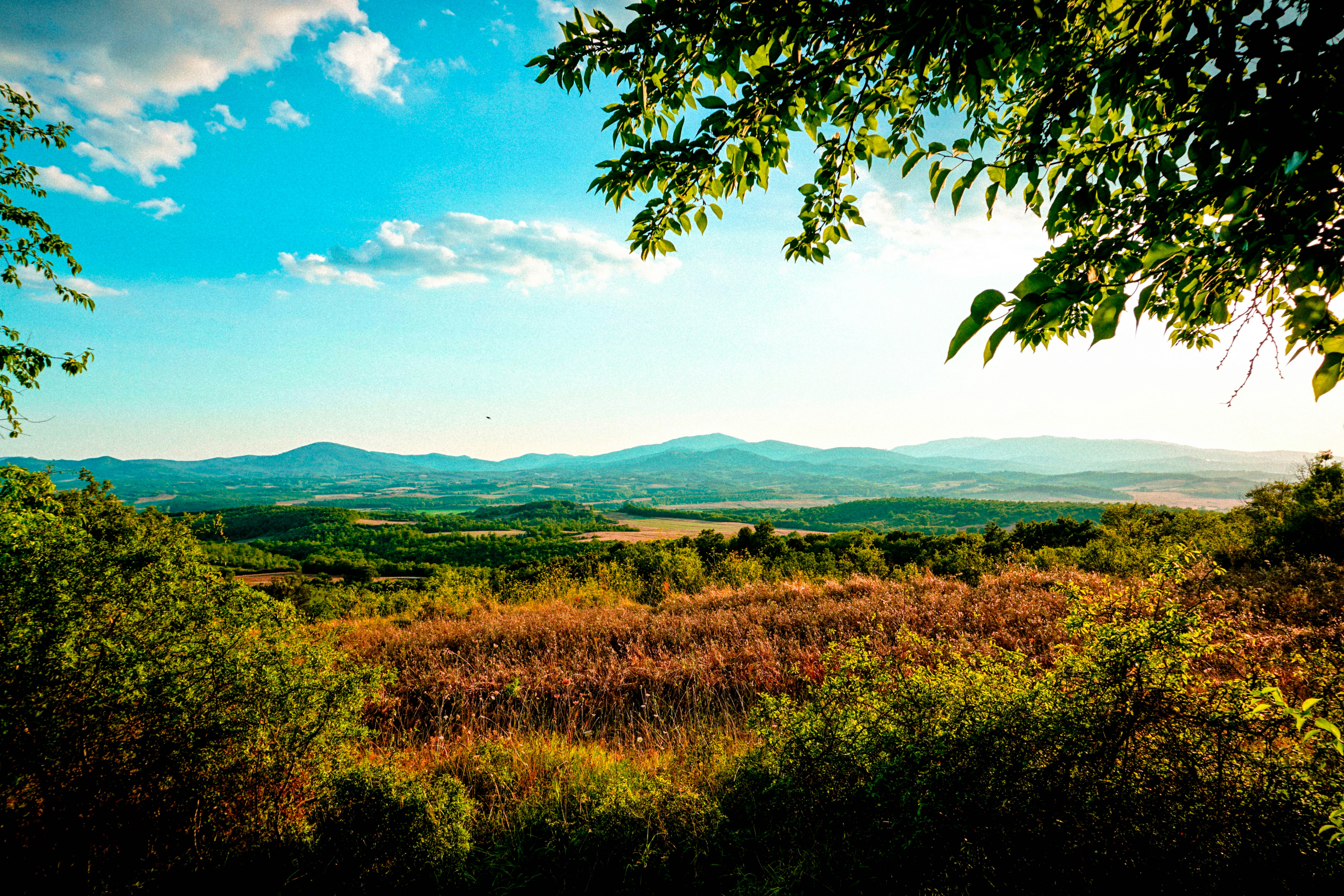 Customizable Photo Prints