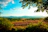 Close-up of a vibrant landscape photo printed on high-quality matte paper.