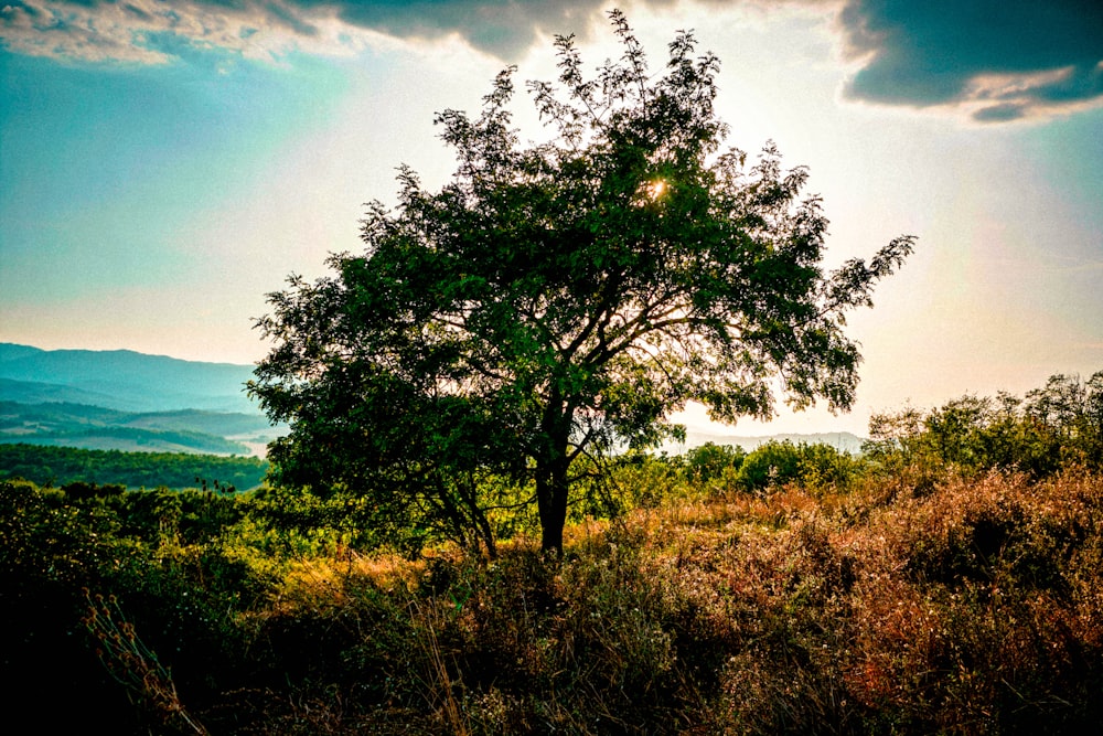 a lone tree in a field with mountains in the background