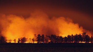 A large wildfire engulfs a forest, with intense flames and thick smoke rising into the dark sky. The silhouettes of trees are outlined against the fiery backdrop, creating a dramatic scene.