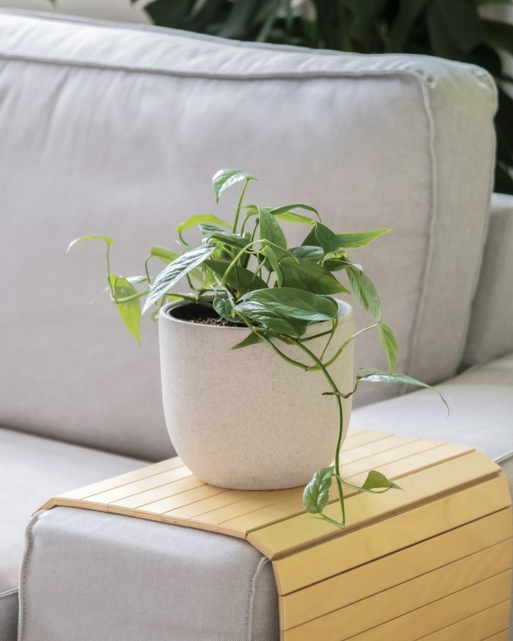 a potted plant sitting on top of a wooden table