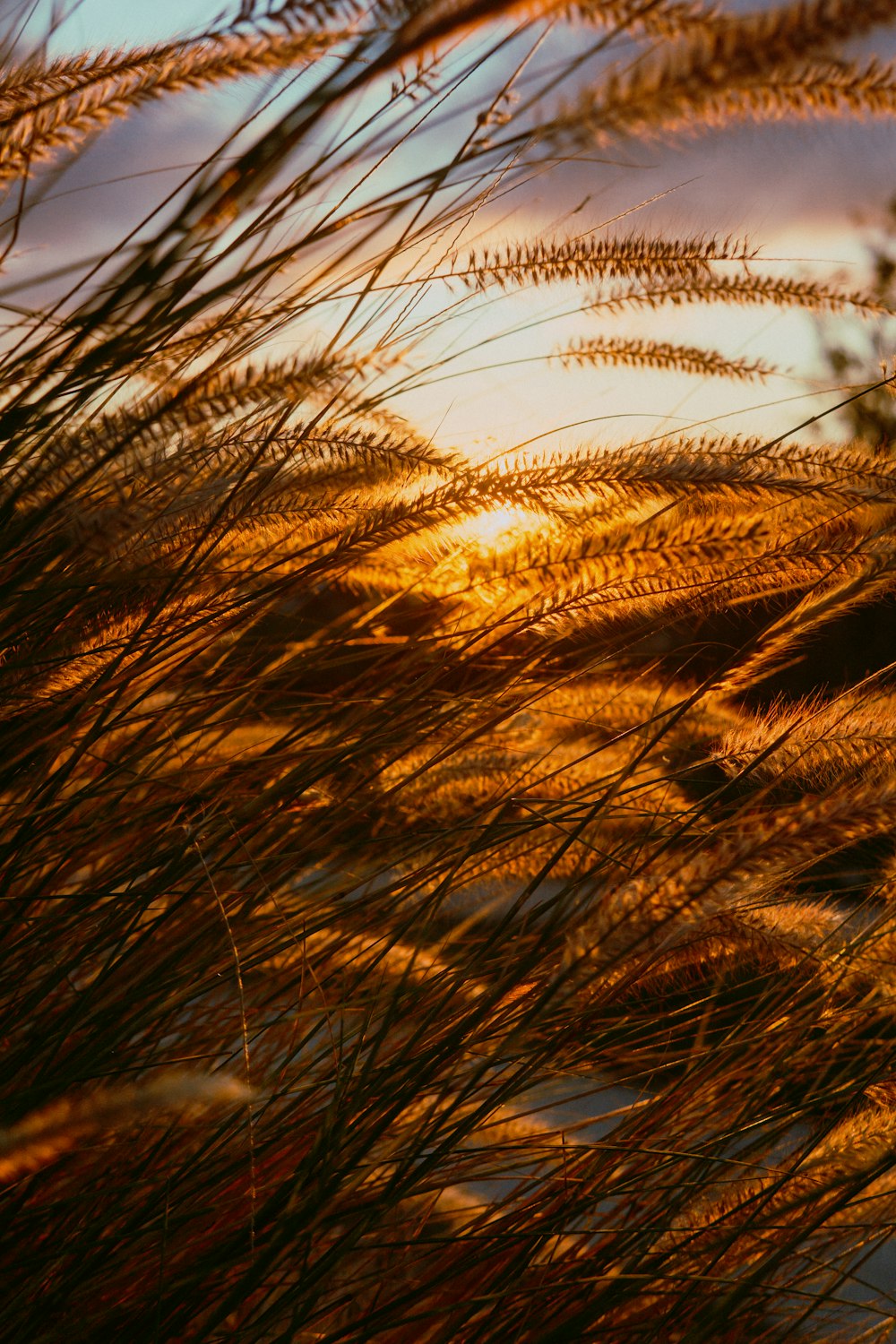 太陽を背景にした草の束の接写