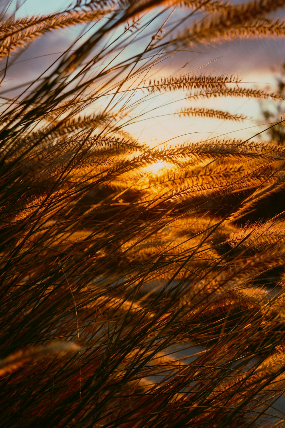 a close up of a bunch of grass with the sun in the background