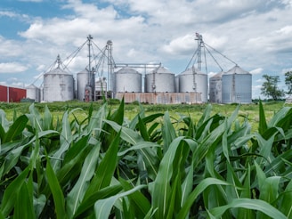 Several large metal grain silos are situated in a rural environment, with a backdrop of a partly cloudy sky. In the foreground, tall green corn plants dominate the scene, indicating a thriving agricultural area.
