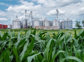 Several large metal grain silos are situated in a rural environment, with a backdrop of a partly cloudy sky. In the foreground, tall green corn plants dominate the scene, indicating a thriving agricultural area.