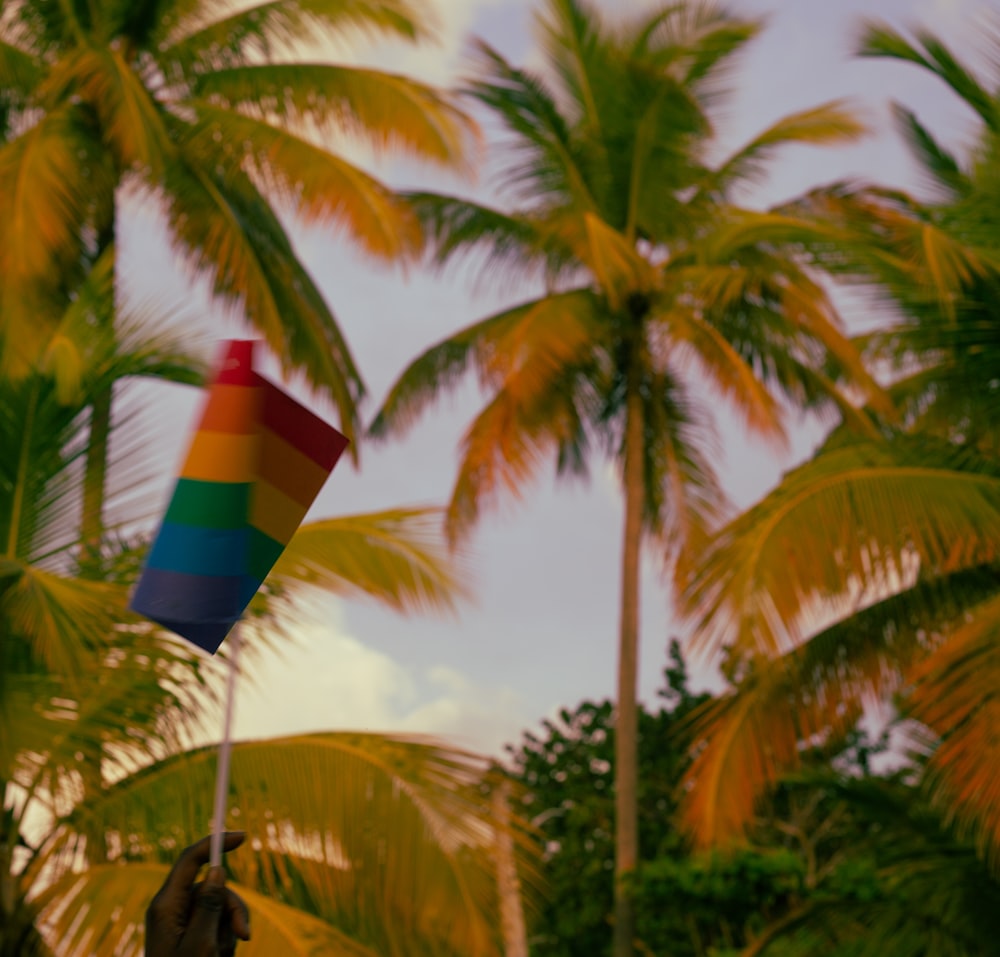 a person holding a rainbow flag in front of palm trees
