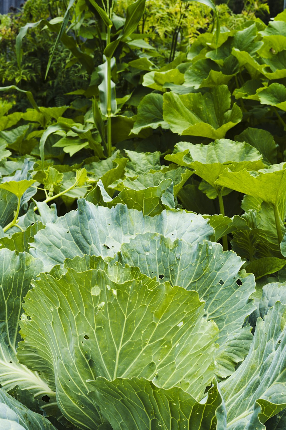 a garden filled with lots of green plants