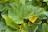 Vibrant squash fruits hanging from lush green vines in a well-maintained field.