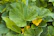 Vibrant squash fruits hanging from lush green vines in a well-maintained field.