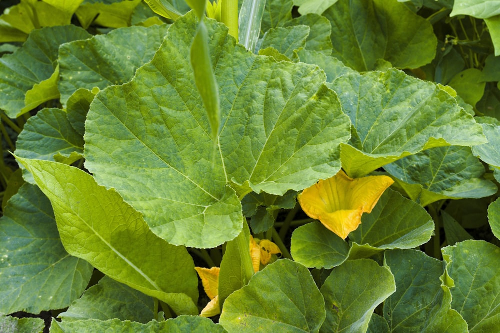 a large green leafy plant with yellow flowers