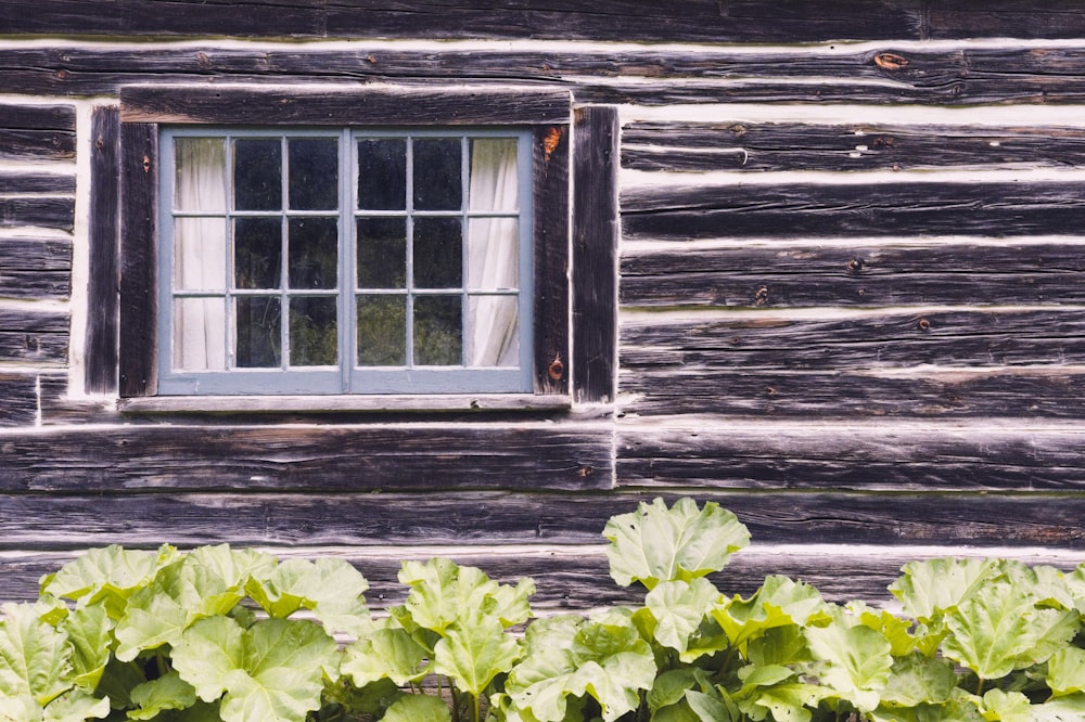 a window in a log cabin with green plants