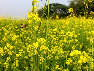 Visitors walking through blooming wildflower fields with beehives in the background.