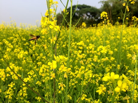 Visitors walking through blooming wildflower fields with beehives in the background.