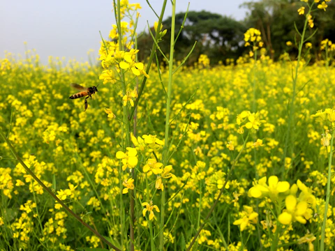 Field of blooming crops with bees actively pollinating