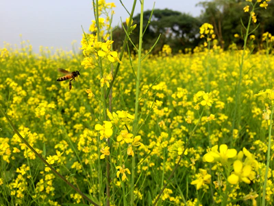 Sunlit field of wildflowers buzzing with busy bees.