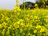 Sunlit farm field with rows of blooming flowers attracting busy bees.
