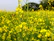 Sunlit farm field with rows of blooming flowers attracting busy bees.