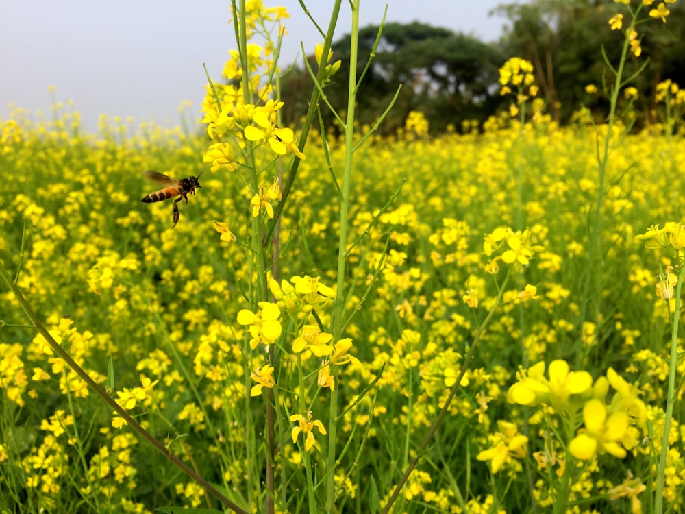a field full of yellow flowers and a bee