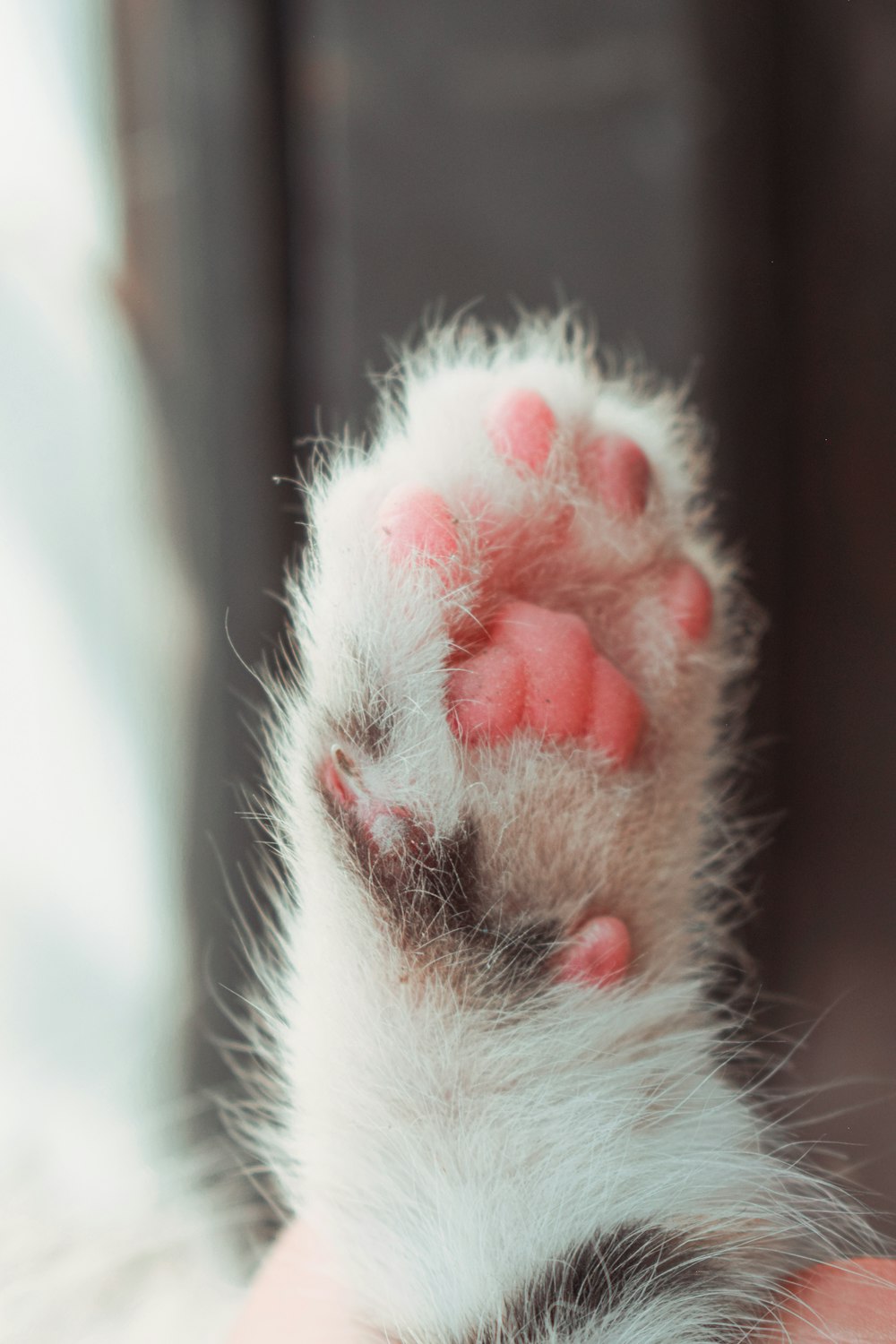 a close up of a person holding a cat paw
