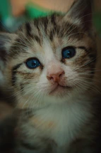 A close-up of a curious Bengal kitten with striking spots looking directly at the camera.