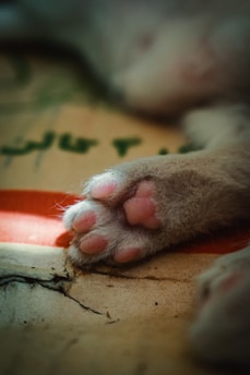 A cozy village scene cleverly shaped like a paw print, with house rooftops and windows nestled within the paw pads.