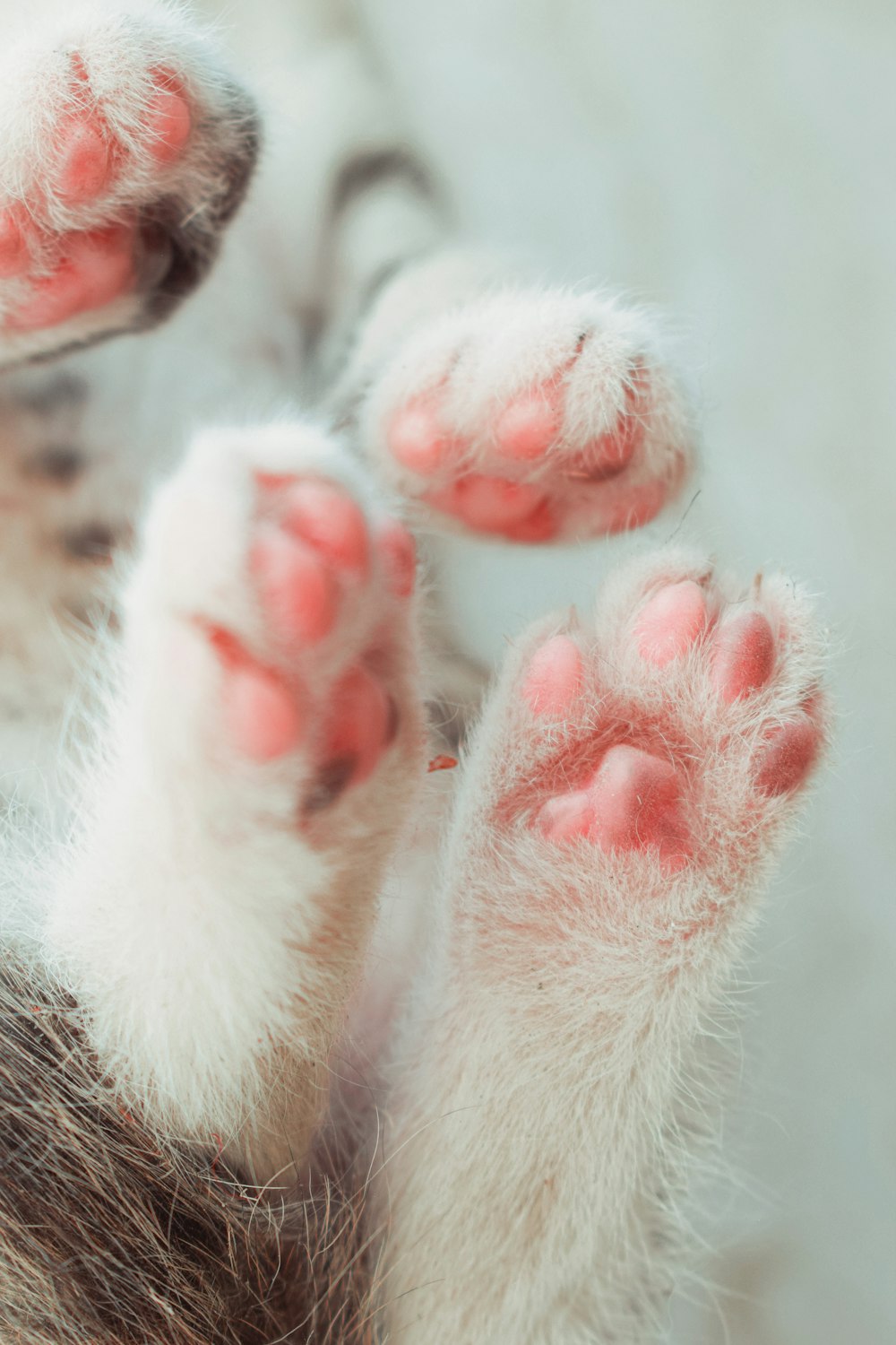 a close up of a cat's paw with pink spots