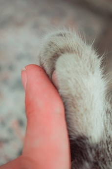 A close-up image of a human hand gently holding a small, furry animal paw. The human's thumb is positioned next to the paw, showcasing the bond between the two.