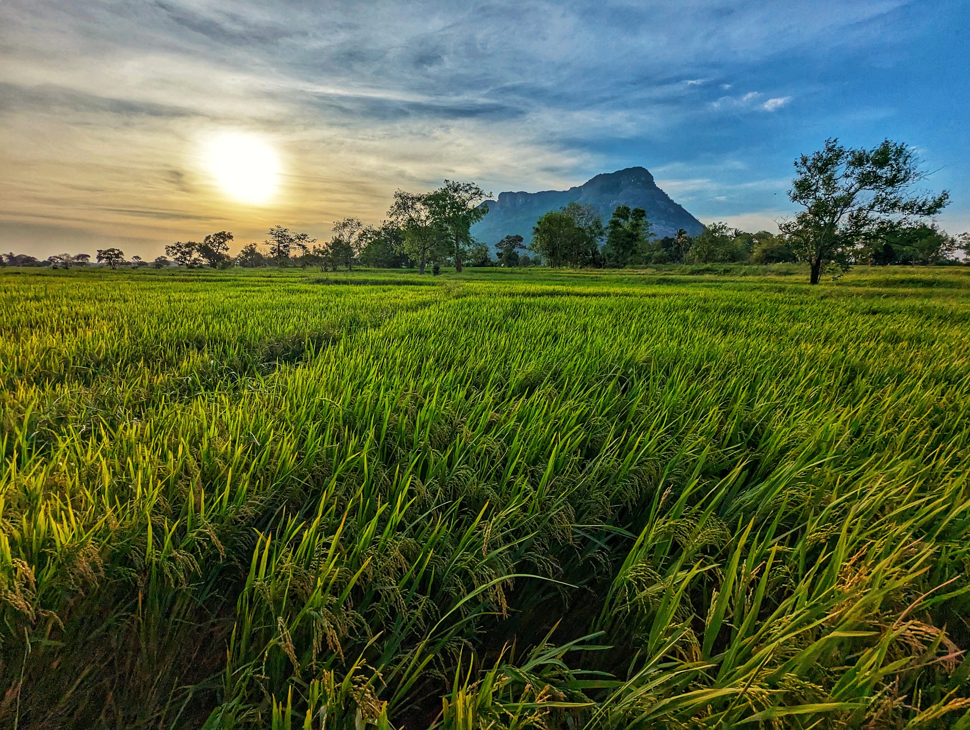 Green paddy fields stretching to the hills