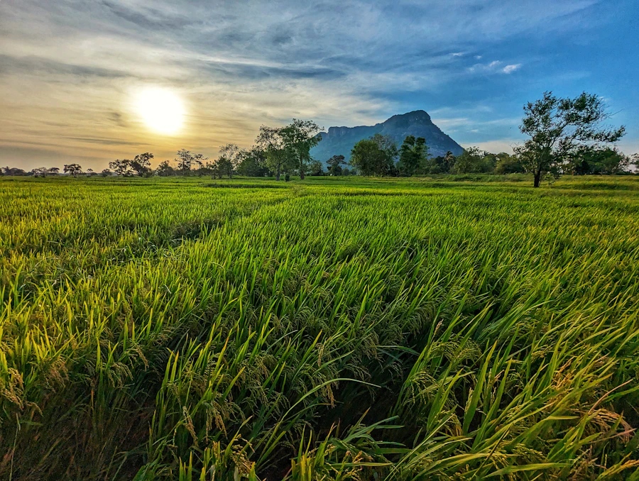 Morning over the paddy fields