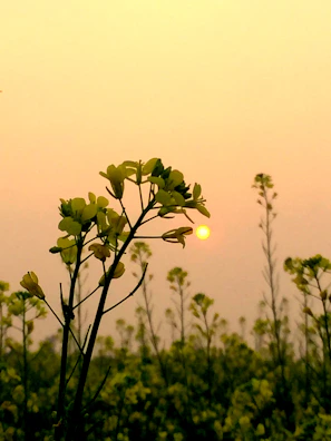 Soft pastel sunrise over a quiet garden with circular flower beds.
