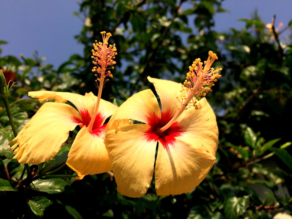 two yellow flowers with red centers in front of a blue sky