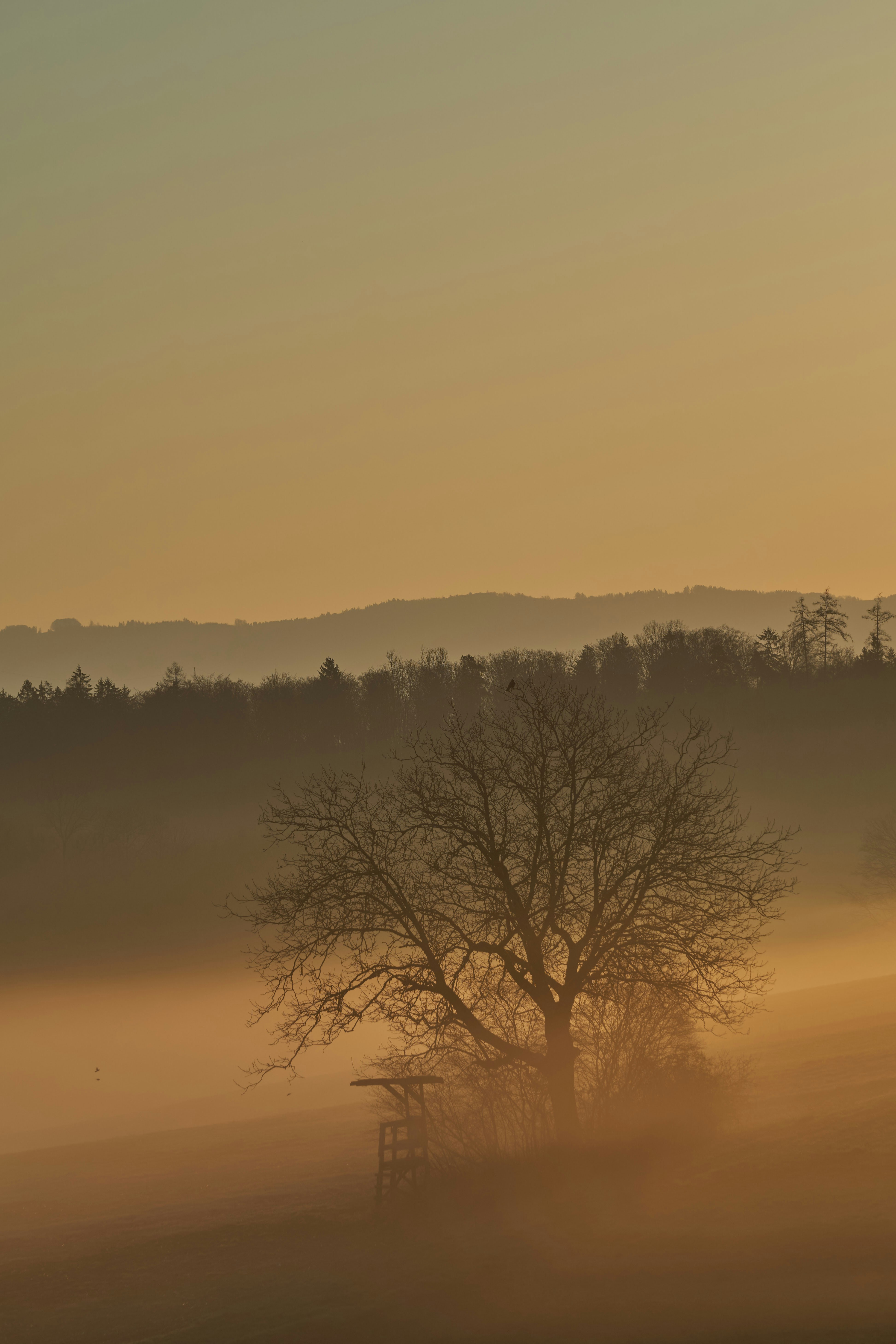 Photo by wolfgang_hasselmann