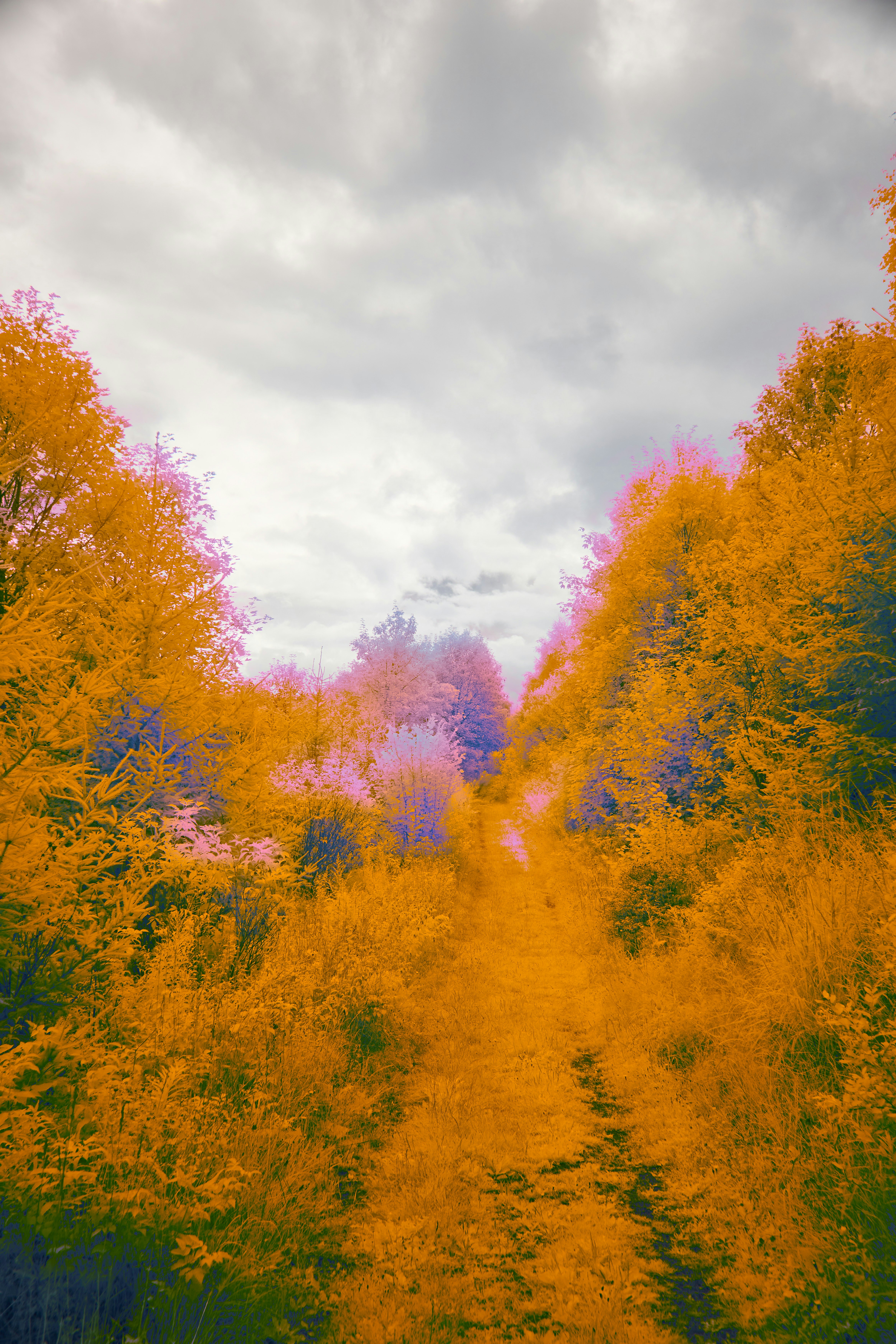 A dirt road surrounded by trees and bushes photo – Free Tree Image on ...