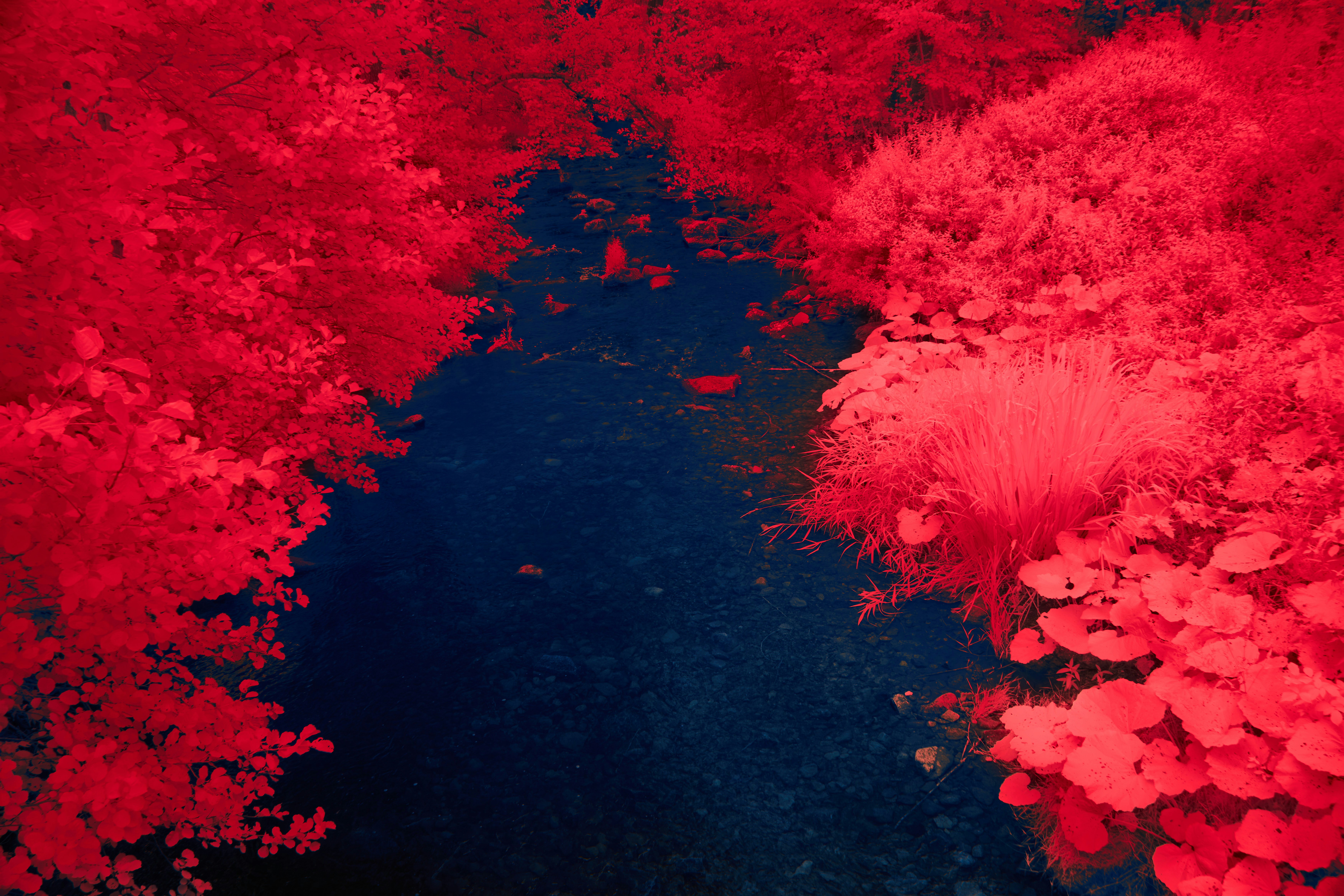 Photo by wolfgang_hasselmann