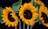 A cluster of vibrant sunflowers with bright yellow petals and dark brown centers are showcased against a black background. The green leaves are slightly wilted but add contrast to the bright blossoms.