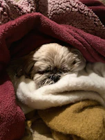 A small terrier curled up comfortably on a cozy blanket inside a warm home.