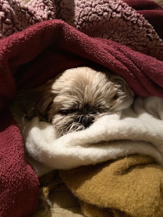 A small dog is nestled comfortably among several blankets of different colors and textures. The dog's face is partially visible with its eyes closed, suggesting it is sleeping or resting. The surrounding blankets are plush and wooly, creating a cozy, warm environment.