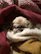 A small dog is nestled comfortably among several blankets of different colors and textures. The dog's face is partially visible with its eyes closed, suggesting it is sleeping or resting. The surrounding blankets are plush and wooly, creating a cozy, warm environment.